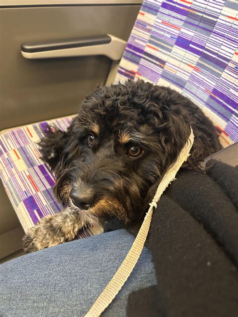 My beautiful Cavapoo - Misha 🫶 : r/CavaPoo