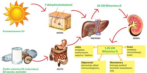Witamina D jej niedobór to prawdziwa epidemia WikiRose blog