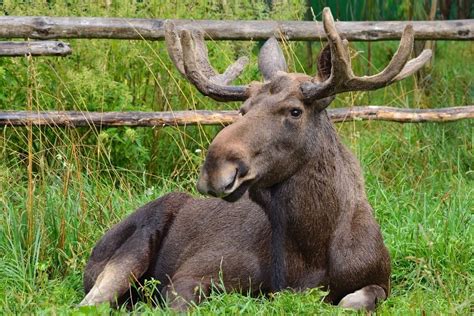 Experiencing A Moose Safari In Maine