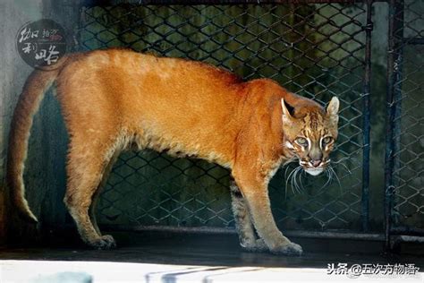 中國8種野生小型貓科動物簡介 每日頭條