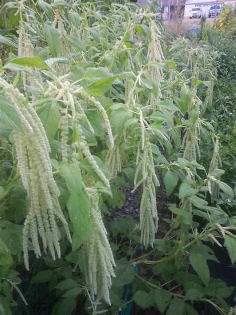 Amaranth Green Amaranth Seeds Herb Seeds Emerald Tassels | Etsy