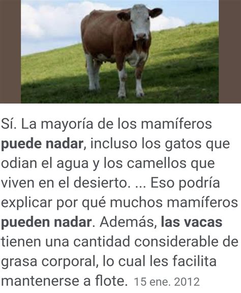 Las Vacas Pueden Nadar Meme Subido Por Gead1987 Memedroid