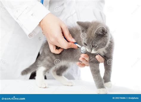 Vet With Stethoscope And Kitten Stock Photo Image Of Feline Kitten