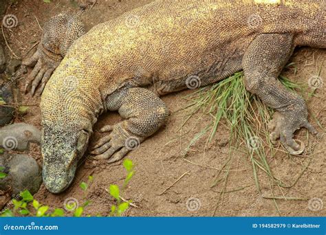 Komodo Dragon Varanus Komodoensis In The Green On Komodo And Rinca