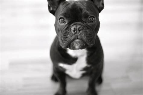 French Bulldog Wallpapers - Top Free French Bulldog Backgrounds - WallpaperAccess