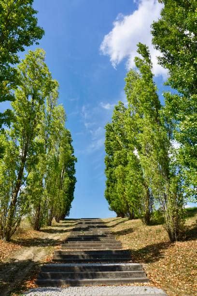 490点を超えるレイランドヒノキのストックフォト、写真、そしてロイヤリティフリーの画像 Istock