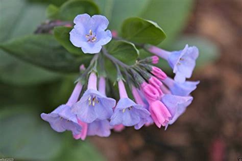 West Virginia Native Plants List 19 Stunning Flowers For Your Landscape