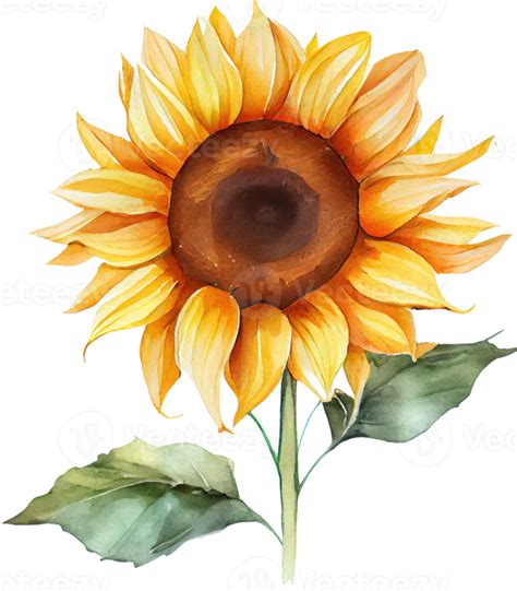 Sunflower Watercolor Illustration 21183411 PNG