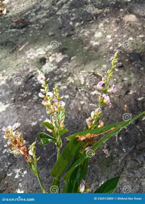 Flowee Plant Leaf Wildflower Stock Image Image Of Wildflo Plant