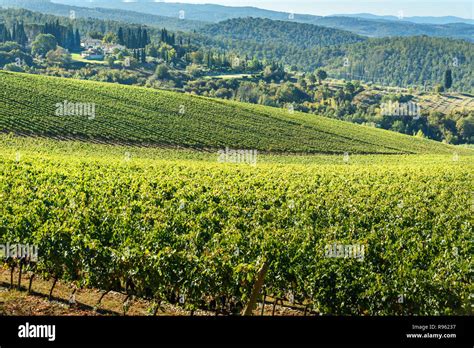 Vineyard In Chianti Region Tuscany Landscape Italy Stock Photo Alamy