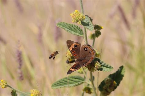 Premium Photo | Butterfly called junonia evarete accompanied by a bee