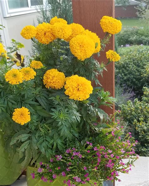 Marigold, Yellow Sierra Marigold Seeds – Gran's Garden Seeds