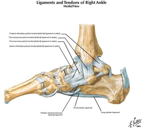 Gallery For Calcaneonavicular Ligament