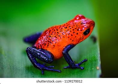 Strawberry Poison Dart Frog Stock Photo 1139270012 | Shutterstock