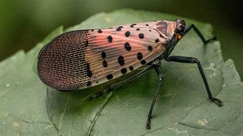 Here S How To Report A Spotted Lanternfly Sighting In Virginia