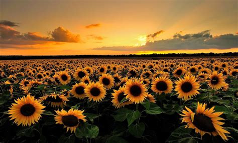 Laptop Sunflower Tumblr Wallpapers - Wallpaper Cave