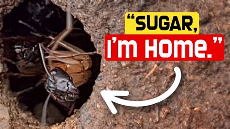 Banded Sugar Ant Nest Youtube