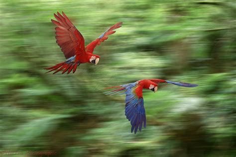 Green-winged Macaws flying photo - WP05267