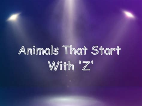 Animals That Start With Z (Interesting Facts) - Samtana