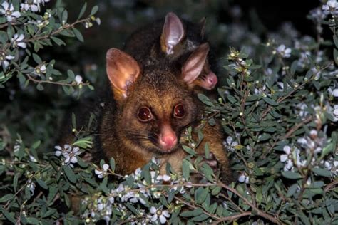 Best Common Brushtail Possum Stock Photos, Pictures & Royalty-Free ...