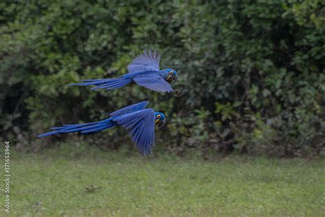 Hyacinth Macaw Anodorhynchus Hyacinthinus Lives In The Biomes Of The