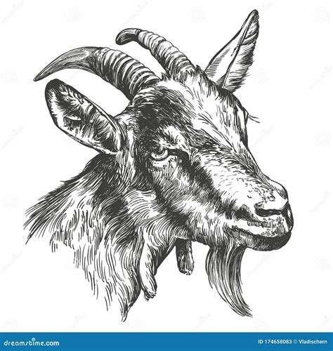 Goat Hand Drawn Vector Illustration Realistic Sketch Stock Vector