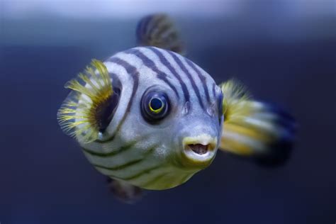 27 Facts About The Puffer Fish You Might Not Know I Interesting Facts