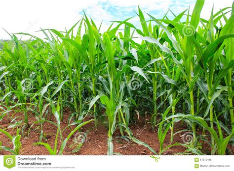 Green Corn Field Stock Photo Image Of Grow Farmland 81510498