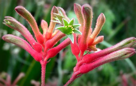 Patas De Canguro Anigozanthos Flavidus