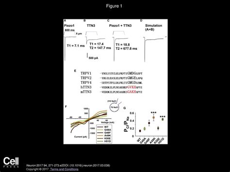 Evidence For Mechanosensitive Channel Activity Of Tentonin Tmem C