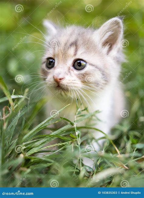 Little Kitten is Walking in Green Grass Outdoors Stock Image - Image of
