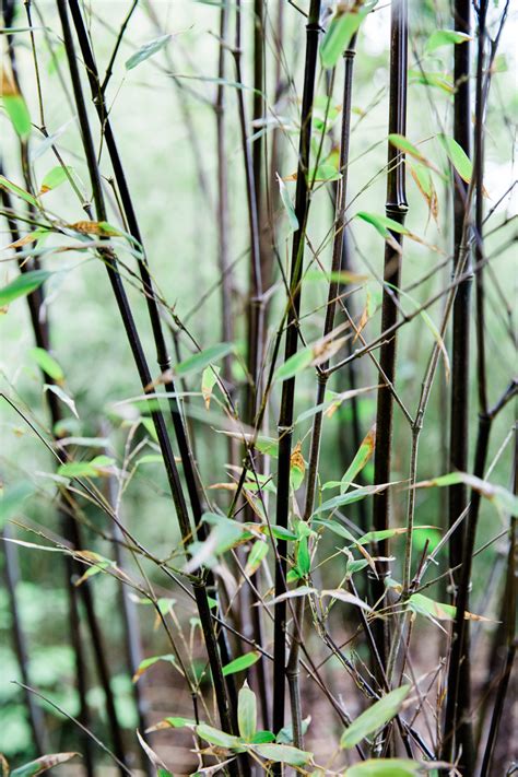 Bamboo - The Japanese Garden