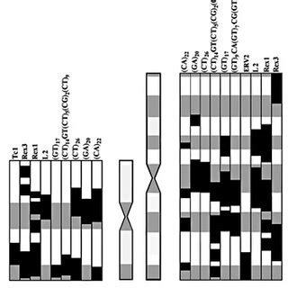 Stages In The Differentiation Of Sex And NOR Bearing Chromosomes Among