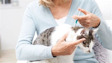 The safest flea treatment for cats revealed | PetsRadar