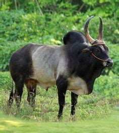 kangeyam cattle ideas cattle bull images bull painting
