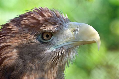 Eagle Sea Eagle Green Predator Photo Background And Picture For Free ...