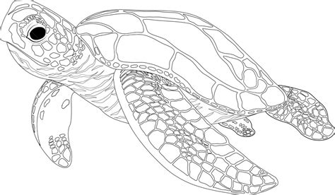 Line Art Of Old Turtle Underwater Turtle Drawing Water Drawing