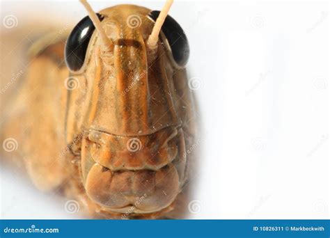 Grasshopper Face Stock Image Image Of Macro Biology 10826311