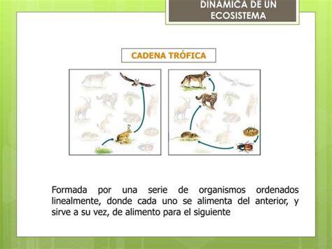 Ecosistemas Estructura Y Dinámica Ppt