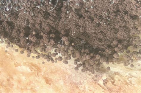 Rhizopus Bread Mold Is A Genus Of Common Saprophytic Fungi Rhizopus