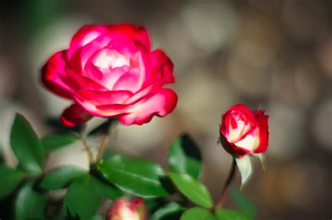 Rose Leica Summilux R Mm F F Sergey Sks Flickr