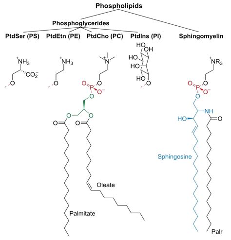 Quantitative Analysis Of Phosphatidylethanolamine And Phosphatidylcholine From Rice Oil Lecithin