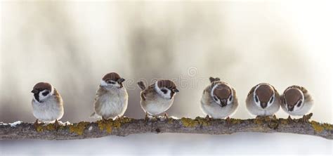 Angry Birds Fighting On A Tree Branch With Its Wings Outstretched Stock