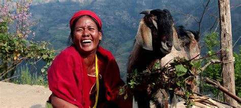 Assessing the impact of Heifer Nepal programming on the use of Climate ...