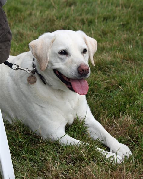 Labrador Dog Free Stock Photo - Public Domain Pictures