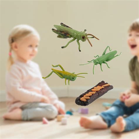 Grasshopper Snail Insects Growth Life Cycle Fifurine Model Role Play