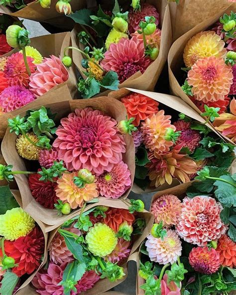 Fivefork Farms On Instagram Dahlia Season Is Here Join Us This