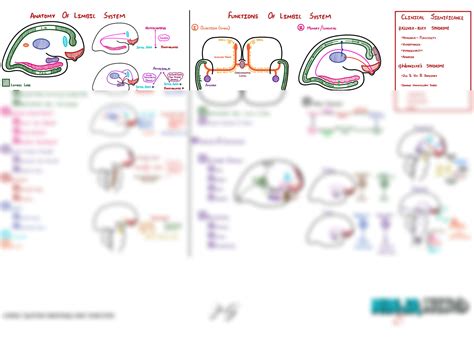 Solution Neurology Physiology Brain Limbic System Anatomy And