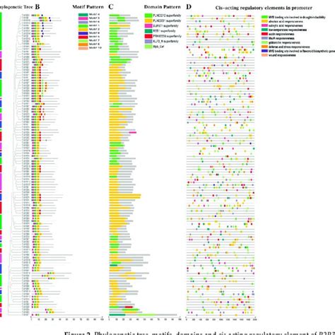 Phylogenetic Tree Motifs Domains And Cis Acting Regulatory Element Of