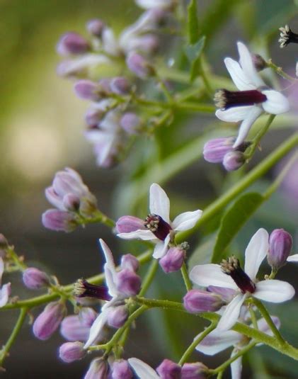 Neem Tree Flower